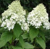Have Blomster Gren Hortensia, Træ Hortensia, Hydrangea paniculata hvid