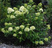 Flores de jardín Hortensias Panícula, Hortensias Árbol, Hydrangea paniculata verde