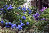 Gradina Flori Hortensie Comun, Bigleaf Hortensie, Hortensii Franceză, Hydrangea hortensis albastru inchis
