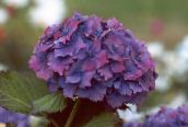 Gradina Flori Hortensie Comun, Bigleaf Hortensie, Hortensii Franceză, Hydrangea hortensis violet