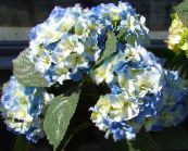 Flores de jardín Hortensias Común, Hortensia De Hoja Ancha, Hortensias Francés, Hydrangea hortensis azul claro