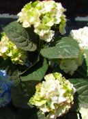 Vrtne Cvjetovi Zajednička Hortenzija, Bigleaf Hortenzija, Francuski Hortenzija, Hydrangea hortensis zelena