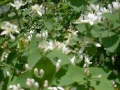 Zahradní květiny Tatarian Zimolez, Lonicera tatarica bílá
