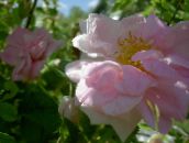 Flores de jardín Rosa rosa