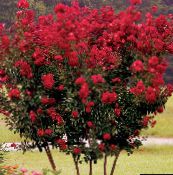 Vrtne Cvjetovi Krep Mirta, Lagerstroemia indica crvena