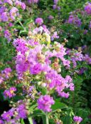 Λουλούδια κήπου Κρεπ Μυρτιά, Lagerstroemia indica πασχαλιά