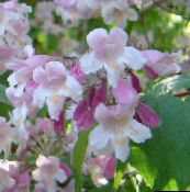 Záhradné kvety Krása Bobule, Callicarpa ružová