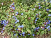 les fleurs du jardin Leadwort, Plumbago Bleu Hardy, Ceratostigma bleu