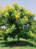 Kultainen Sade Puu, Panicled Goldenraintree