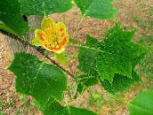 Лириодендрон тюльпанный (Тюльпанное дерево)