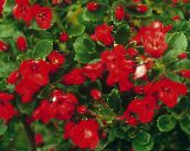 Садові Квіти Ескаллонія Крупноквіткова, Escallonia macrantha червоний