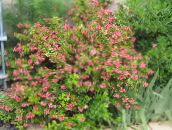 Садові Квіти Ескаллонія Крупноквіткова, Escallonia macrantha рожевий