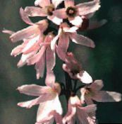Flores de jardín Forsythia Blanco, Abelia Coreano, Abeliophyllum distichum rosa