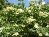 Садовые цветы Сирень амурская (Трескун амурский), Syringa amurensis белый