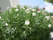 Záhradné kvety Oleander, Nerium oleander biely