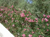 Tuin Bloemen Oleander, Nerium oleander pink