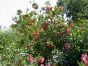 Vrtne Cvjetovi Bottlebrush, Callistemon crvena