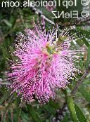 Садові Квіти Каллістемон (Краснотичіннік), Callistemon рожевий