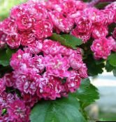 Flores de jardín Midland Espino, Crataegus rosa