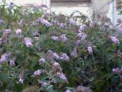 Tuin Bloemen Vlinderstruik, Zomer Lila, Buddleia lilac
