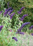 Flores de jardín Arbusto De Mariposa, Lila De Verano, Buddleia azul