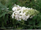 Flores de jardín Arbusto De Mariposa, Lila De Verano, Buddleia blanco