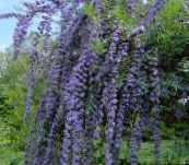 Bahçe çiçekleri Kelebek Çalı, Yaz Leylak, Buddleia açık mavi