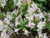 les fleurs du jardin Weigela blanc