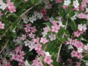 Садовые цветы Вейгела, Weigela розовый