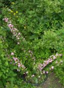 Trädgårdsblommor Cerasus Grandulosa rosa