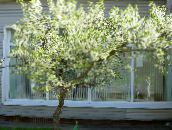 Садові Квіти Вишня Звичайна, Cerasus vulgaris, Prunus cerasus білий