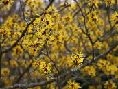 Flores do Jardim Witchhazel, Hamamelis vernalis amarelo