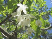 Dārza Ziedi Silverbell, Sniegpulkstenīte Koks, , Halesia balts