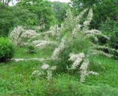 Flores de jardín Tamariscos, Árbol Athel, Pino Salado, Tamarix blanco