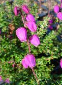 Garden Flowers Irish Heath, St. Dabeoc's Heath, Daboecia-cantabrica pink
