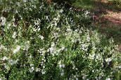 Kerti Virágok Ír Pusztaság, St. Dabeoc A Heath, Daboecia-cantabrica fehér