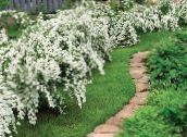 Градински цветове Deutzia бял