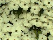 Kerti Virágok Kousa Som, Kínai Som, Japán Som, Cornus-kousa fehér