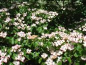 Flores de jardín Kousa Cornejo, Cornejo Chino, Cornejo Japonés, Cornus-kousa blanco