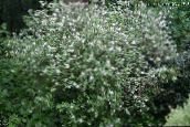 les fleurs du jardin Waxflower, Jamesia americana blanc