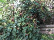 Garden Flowers Blackberry, Bramble, Rubus fruticosus white