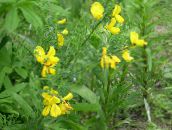 I fiori da giardino Scotch Scopa, Broomtops, Ginestra Comune, Ginestra Europeo, Scopa Irlandese, Sarothamnus giallo