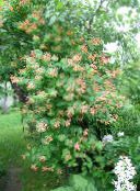 Λουλούδια κήπου Αιγόκλημα, Lonicera-brownie κόκκινος