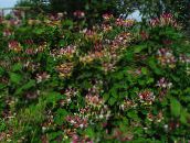 Garden Flowers Common honeysuckle, Lonicera-periclymenum burgundy