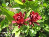 Arbusto Dulce, Carolina Pimienta De Jamaica, Arbusto De Fresa, Arbusto Bubby, Dulce Betsy (rojo)