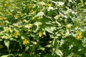 Садовые цветы Керрия, Kerria желтый