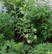 les fleurs du jardin Forsythia Blanc, Abelia Coréen, Abelia coreana blanc