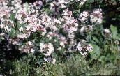 les fleurs du jardin Forsythia Blanc, Abelia Coréen, Abelia coreana blanc