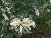 Zahradní květiny Sladká Paprika Bush, Summersweet, Clethra bílá