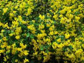 Flores de jardín Senna Vejiga, Colutea amarillo